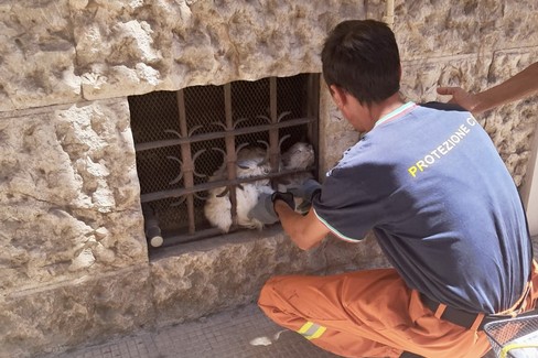 Interventi per incendi e per recupero di un gatto