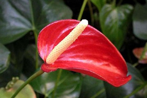 A.I.D.O. anthurium