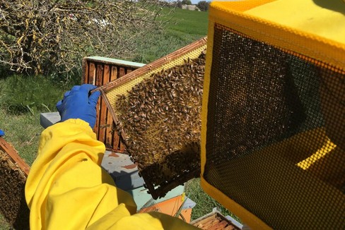 apicoltura - Parco Alta Murgia