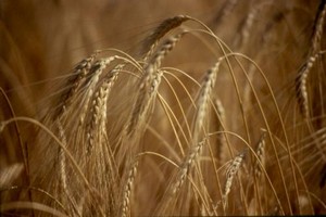 Farro