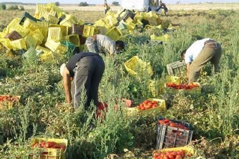Accordo regionale in agricoltura, più controlli a tutela dei lavoratori