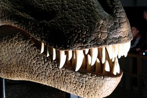 dinosauri
