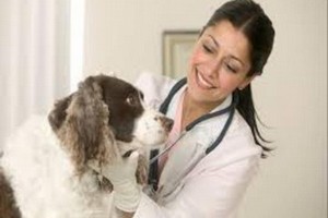 veterinari