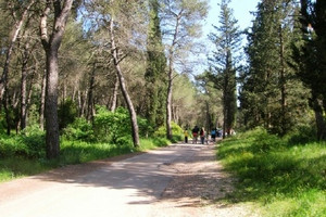 Foresta Mercadante
