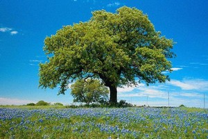 foto ambiente 258