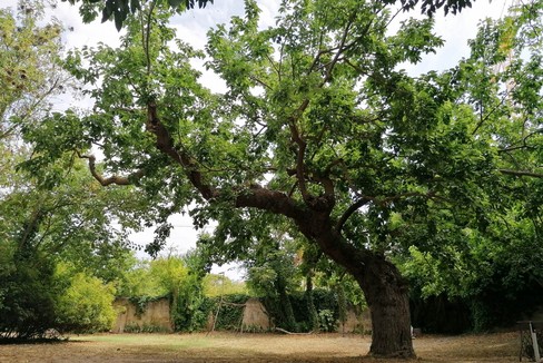Natura: ad Altamura 8 alberi monumentali