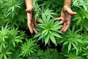 cannabis