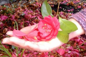 Mano con fiore
