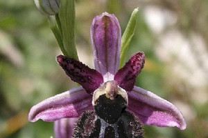 Orchidea murgiana