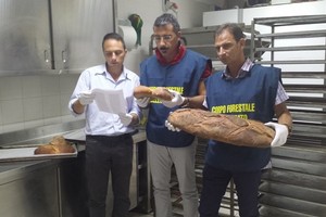 falso pane altamura agosto 2015