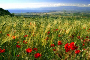 Grano e papaveri