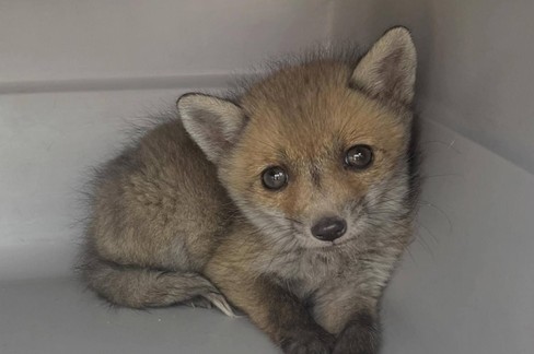 Altamura: cucciolo di volpe messo in salvo