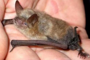 pipistrello