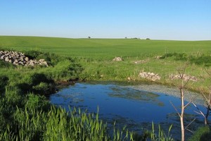 murgia