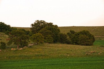 natura murgiana