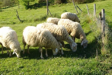 Pecore
