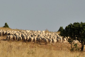 pecore sullamurgia