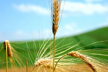 Agricoltura