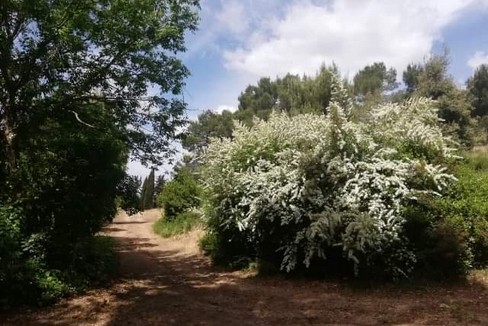 Bosco di Murgia Sgolgore