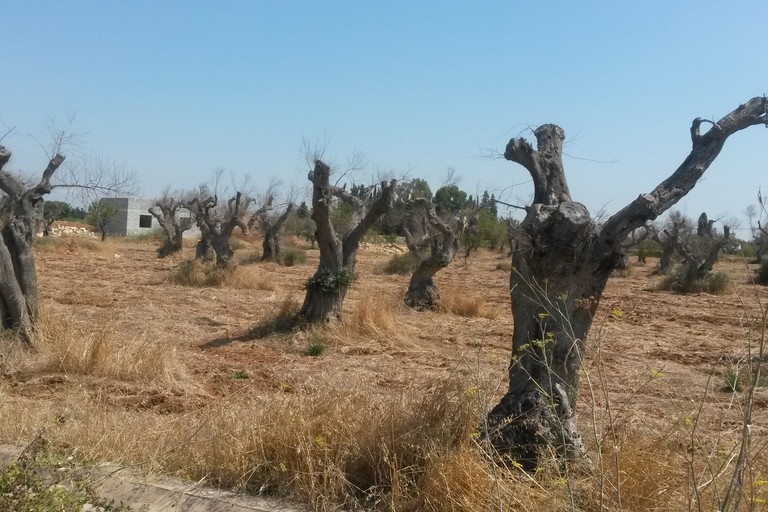 Xylella